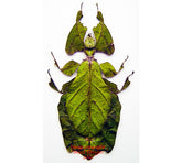 Phyllium giganteum (Malaysia)